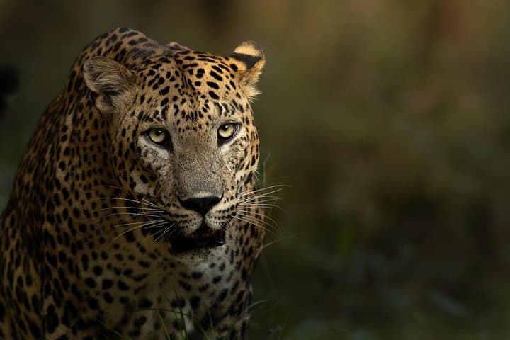Yala National Park Guided Safari — Full-Day Jeep Wildlife Experience in Sri Lanka photo 3