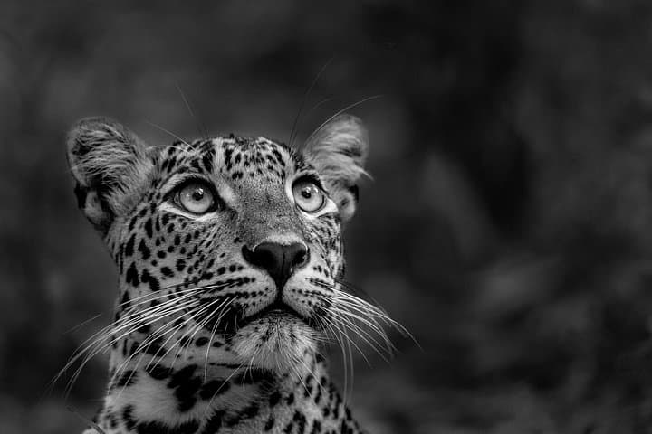 Yala National Park Guided Safari — Full-Day Jeep Wildlife Experience in Sri Lanka photo 4