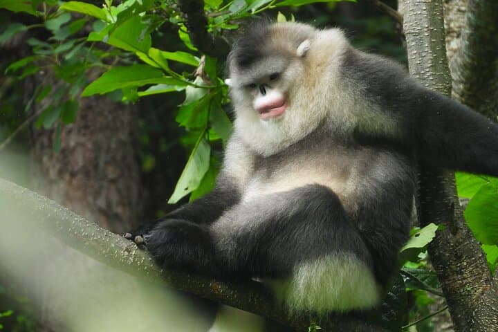 Shangri-La Monkey Journey: Yunnan Snub-Nosed Monkey & Conservation Trek photo 5