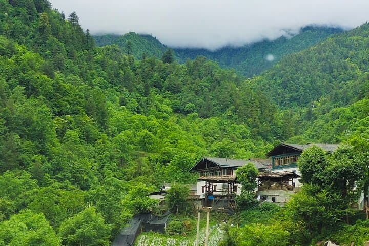 Shangri-La Monkey Journey: Yunnan Snub-Nosed Monkey & Conservation Trek photo 4