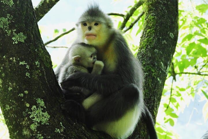 Shangri-La Monkey Journey: Yunnan Snub-Nosed Monkey & Conservation Trek