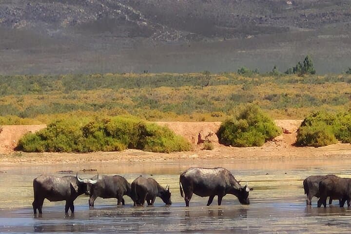 Sunset Safari at Aquila Game Reserve: Big Five Evening Game Drive from Cape Town photo 6