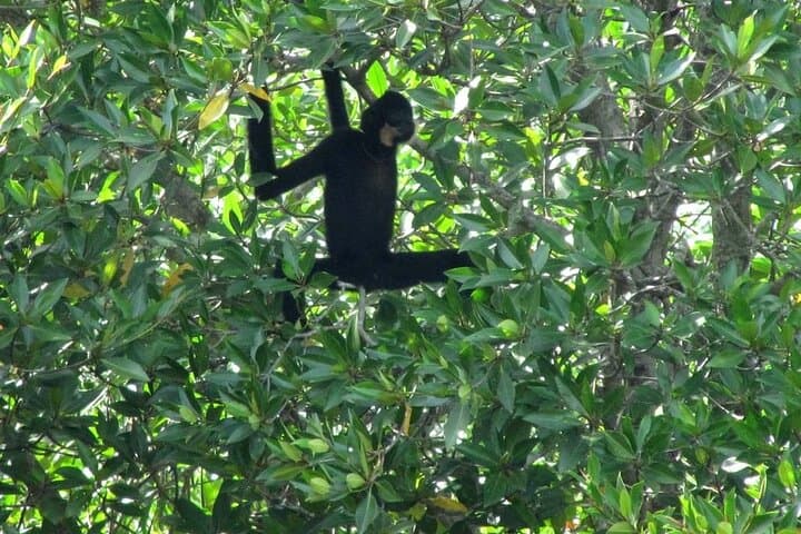 Vam Sat Mangrove Private Eco Tour — Can Gio Boat Cruise, Monkey Island & Crocodile Farm photo 6