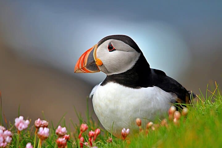 Puffin Boat Trip and Tantallon Castle Day Tour from Edinburgh