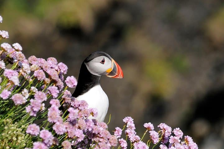 Puffin Boat Trip and Tantallon Castle Day Tour from Edinburgh photo 4