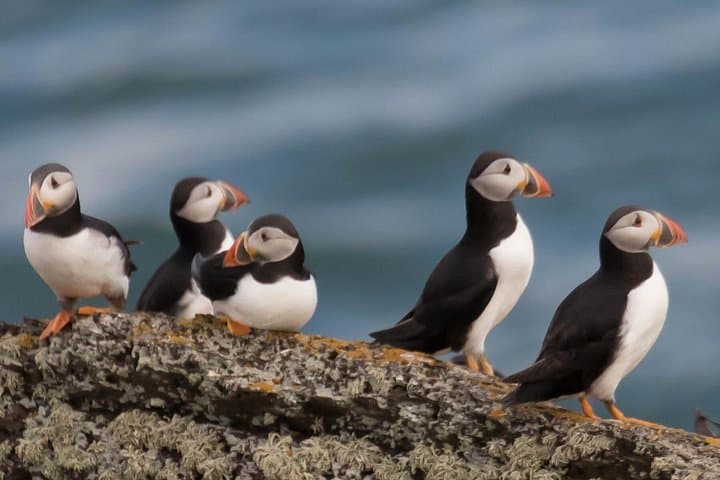 Puffin Boat Trip and Tantallon Castle Day Tour from Edinburgh photo 3