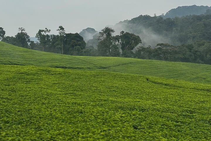 Nyungwe National Park Private Tour: Canopy Walk, Chimps & Tea Trails