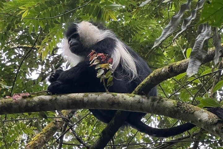 Nyungwe National Park Private Tour: Canopy Walk, Chimps & Tea Trails photo 4
