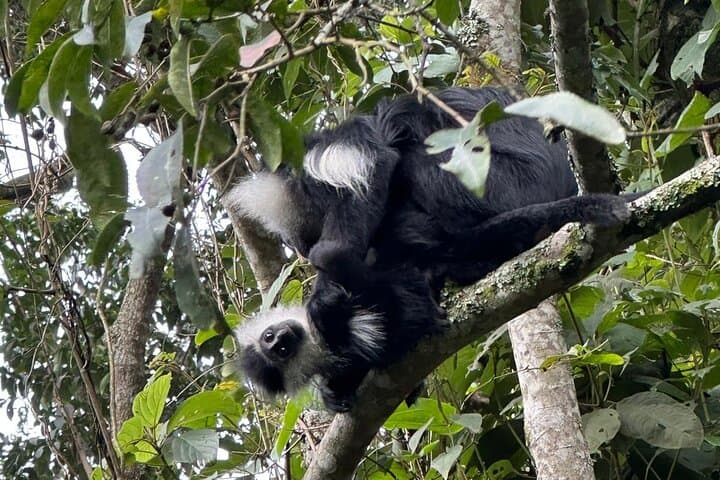 Nyungwe National Park Private Tour: Canopy Walk, Chimps & Tea Trails photo 6