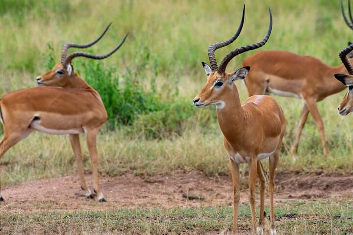 Seven-Day Wildebeest Mara River Crossing Safari: Witness the Great Migration photo 4