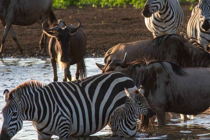 Seven-Day Wildebeest Mara River Crossing Safari: Witness the Great Migration photo 2