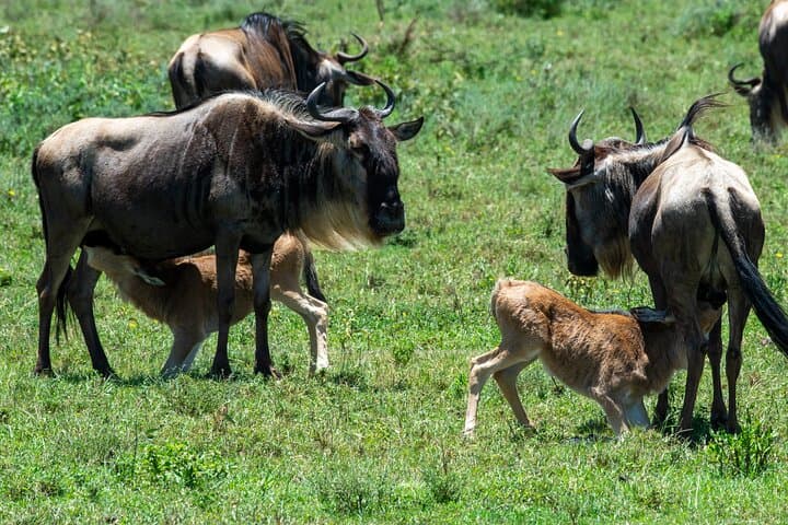 Seven-Day Wildebeest Mara River Crossing Safari: Witness the Great Migration photo 1