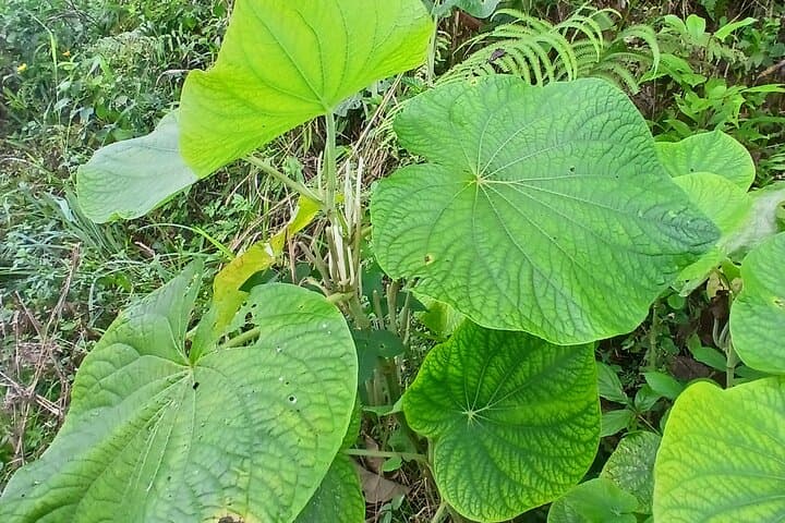 Lethe Mountain Valley Hiking: Montego Bay Nature Walk to Springs & Waterfall photo 5