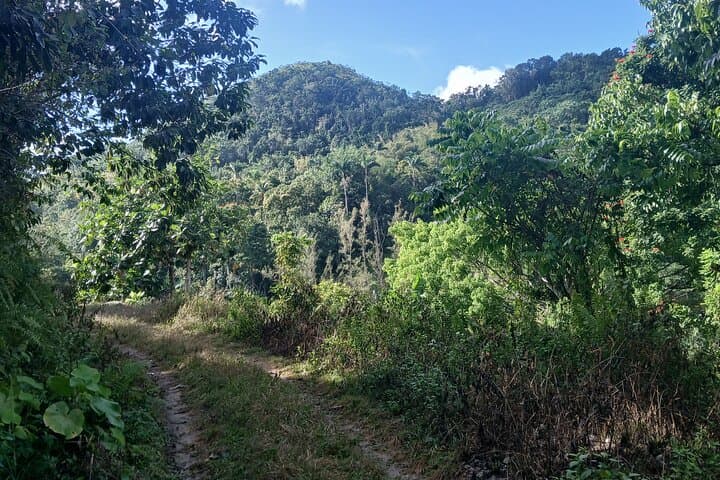Lethe Mountain Valley Hiking: Montego Bay Nature Walk to Springs & Waterfall photo 6