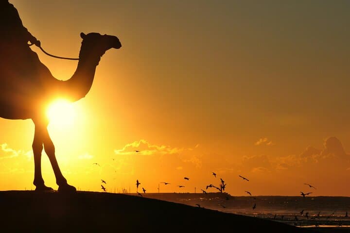 Sunset Camel Ride and Moroccan BBQ in Agadir: Eucalyptus Trails & Souss River Views photo 4