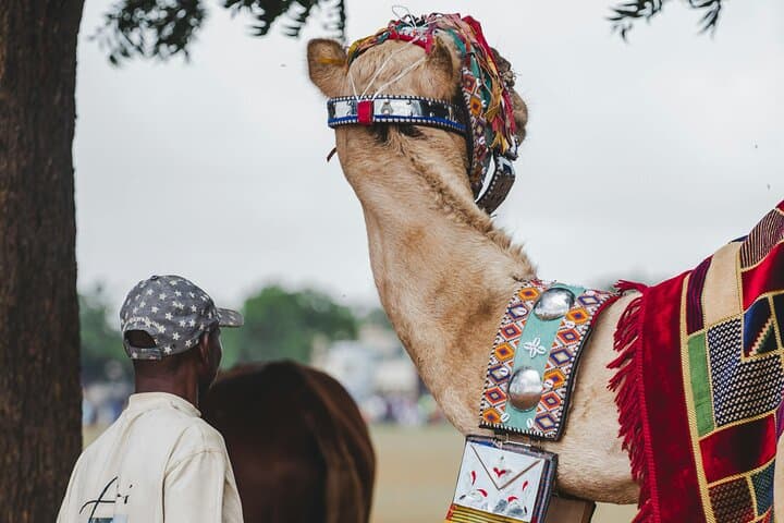 Sunset Camel Ride and Moroccan BBQ in Agadir: Eucalyptus Trails & Souss River Views photo 3
