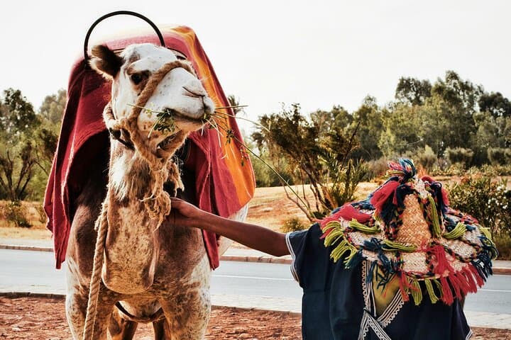 Sunset Camel Ride and Moroccan BBQ in Agadir: Eucalyptus Trails & Souss River Views photo 6