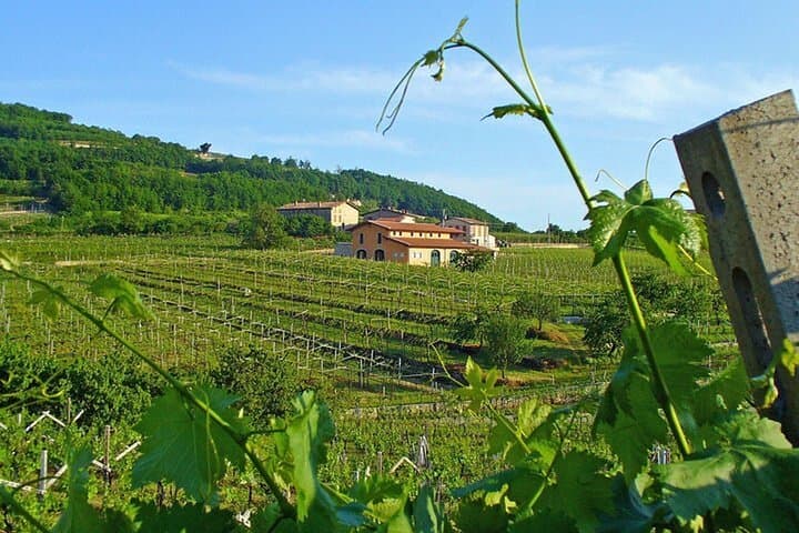 Amarone & Soave Day Tour from Venice: Verona Wine Tasting and Historic Walk photo 6
