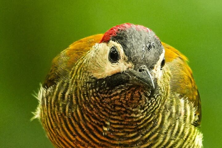 Mindo Birdwatching Tour — Guided Cloud-Forest Birding from Mindo Town photo 2