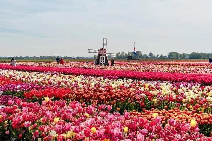 Family-Friendly Tulip Fields Tour in Lisse — Private Half-Day with Kids Activities photo 2