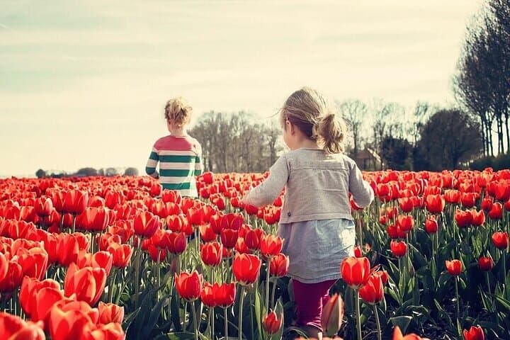 Family-Friendly Tulip Fields Tour in Lisse — Private Half-Day with Kids Activities photo 4