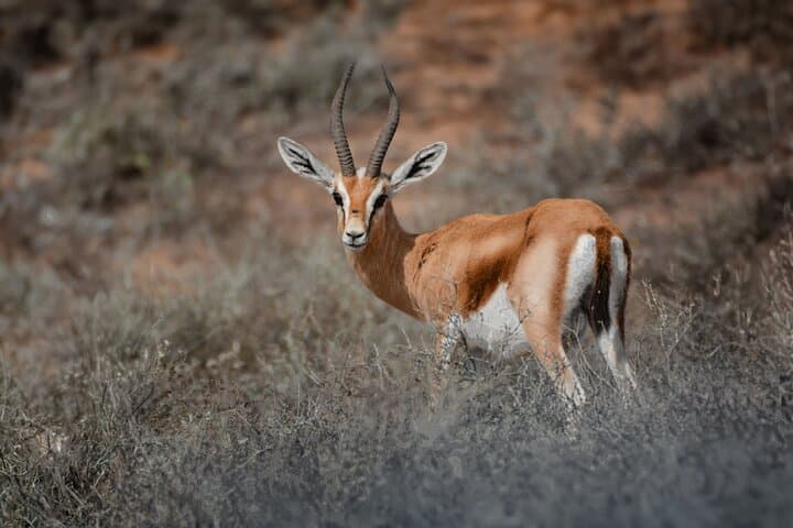 Agadir National Park & Mini Sahara Day Trip — Massa, Berber Villages & Coastal Safari photo 3