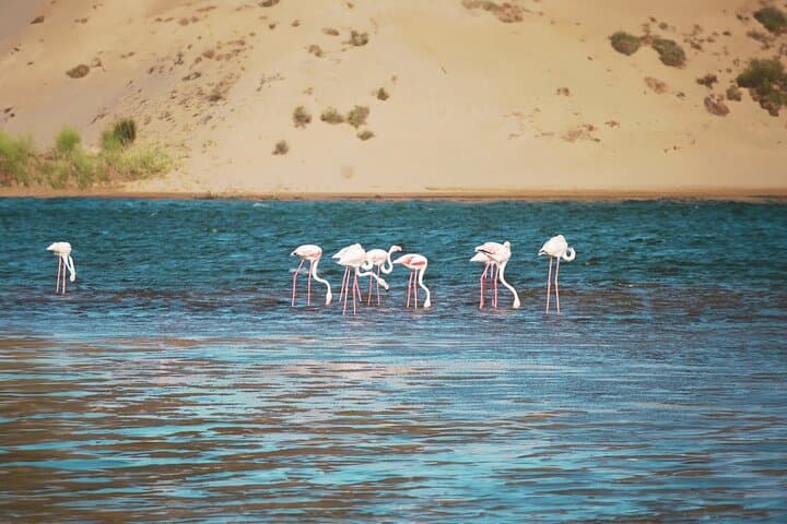 Agadir National Park & Mini Sahara Day Trip — Massa, Berber Villages & Coastal Safari photo 4