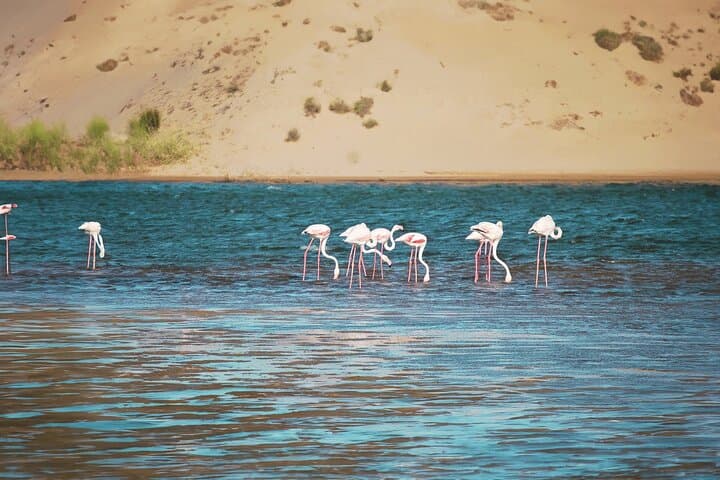 Agadir Jeep Safari & Sahara Adventure: Full-Day 4x4 to Massa Valley, Sidi Rbat & Tiznit photo 2