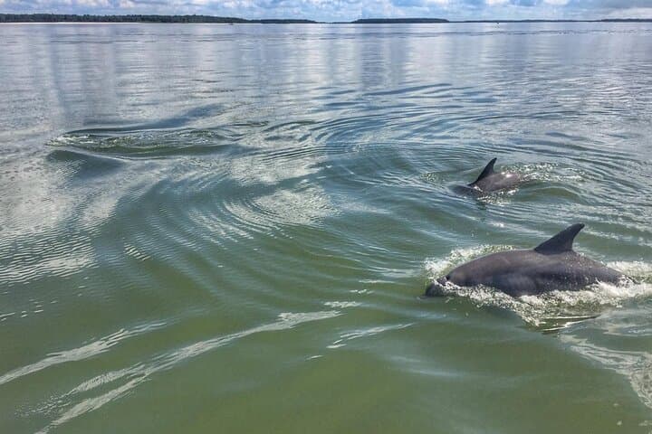 Morning Dolphins and Donuts: A Small‑Group Cruise Around Hilton Head photo 3
