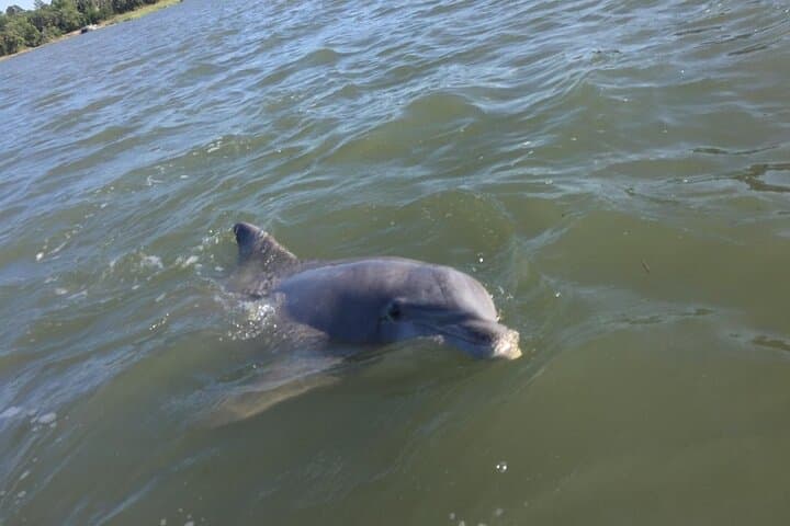 Morning Dolphins and Donuts: A Small‑Group Cruise Around Hilton Head photo 5