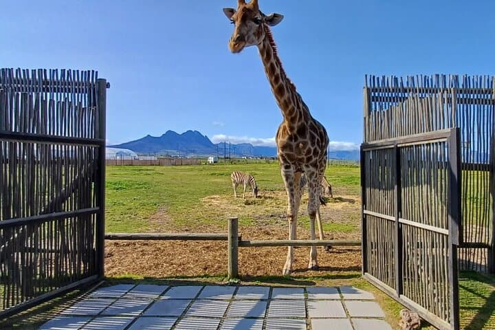 Cape Town Full-Day Giraffe & Cheetah Encounter with Cape Winelands Tasting