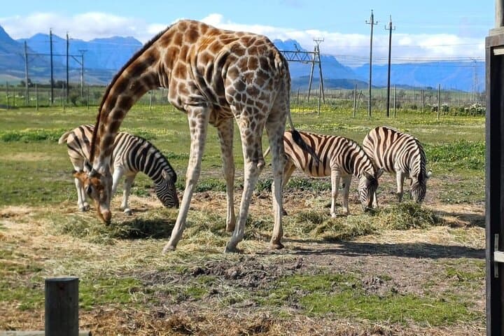 Cape Town Full-Day Giraffe & Cheetah Encounter with Cape Winelands Tasting photo 4
