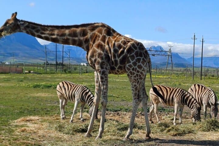 Cape Town Full-Day Giraffe & Cheetah Encounter with Cape Winelands Tasting photo 5