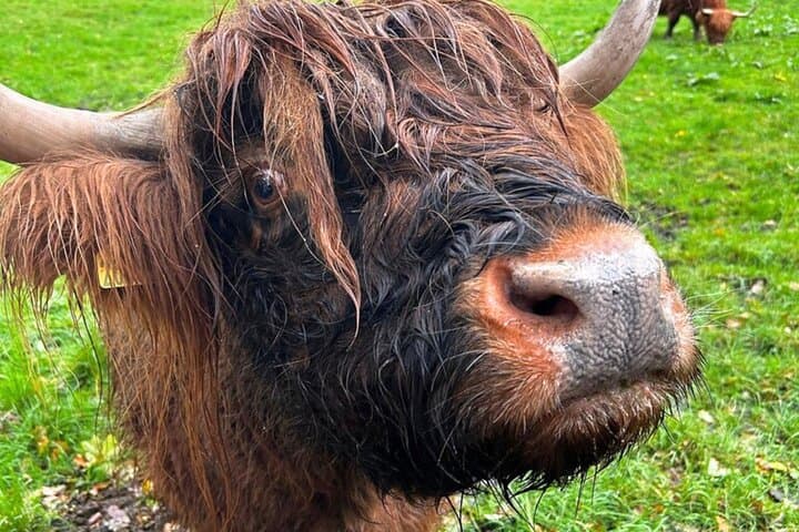 Whisky and Wild Highlands: Private Day Tour to Oban, Glencoe, Lochs & Castles from Glasgow photo 2