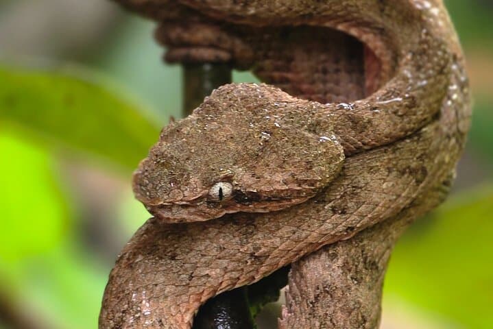Cahuita National Park Hiking — Caribbean Reef Walk & Wildlife Viewing photo 6