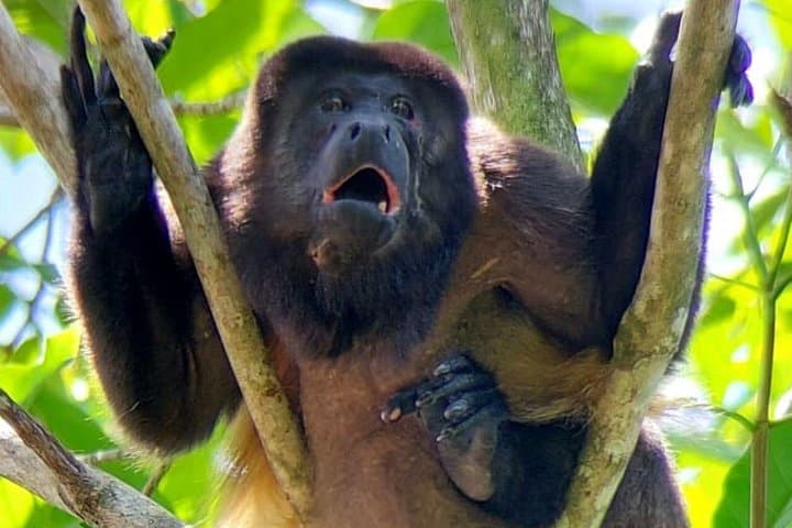 Manuel Antonio National Park Guided Nature Tour — Wildlife Walk & Beach Visit photo 4