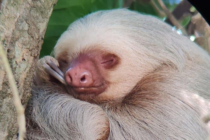 Manuel Antonio National Park Guided Nature Tour — Wildlife Walk & Beach Visit photo 5