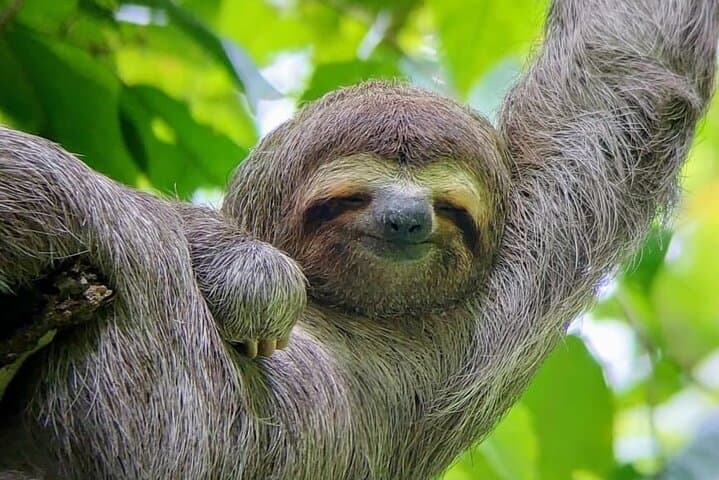 Manuel Antonio Guided Wildlife Walk and Beach Visit — Admission Included photo 4