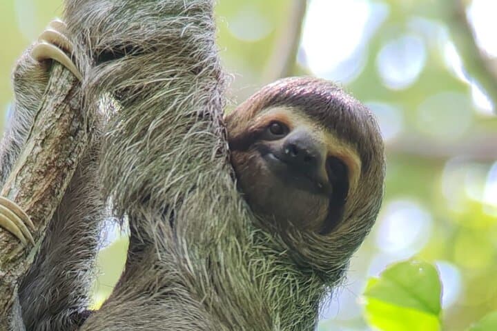 Manuel Antonio National Park Guided Nature Tour — Wildlife Walk & Beach Visit photo 2