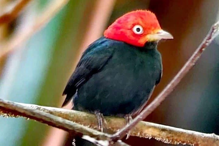 Manuel Antonio National Park Guided Nature Tour — Wildlife Walk & Beach Visit photo 3