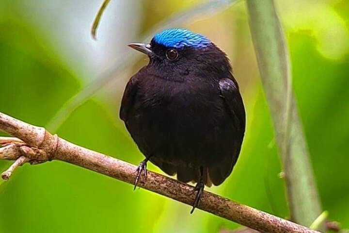 Manuel Antonio Guided Wildlife Walk and Beach Visit — Admission Included photo 2