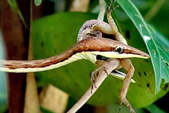 Manuel Antonio Guided Wildlife Walk and Beach Visit — Admission Included photo 5