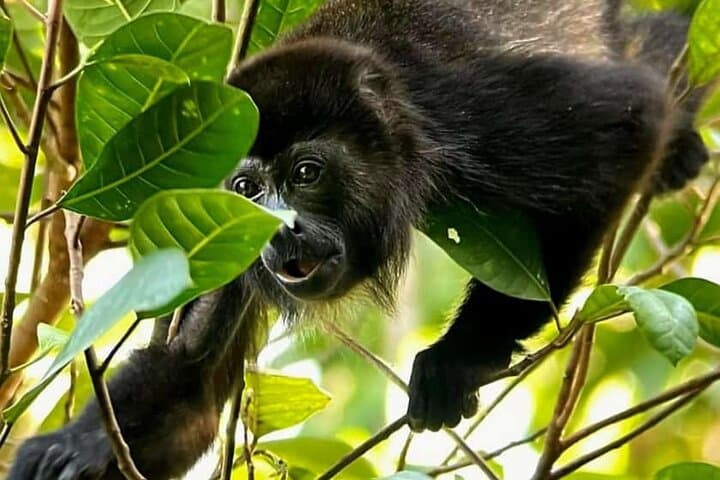 Manuel Antonio Guided Wildlife Walk and Beach Visit — Admission Included photo 6
