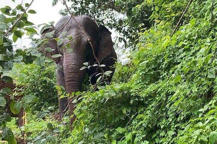 Chiang Mai Ethical Elephant Sanctuary, Wat Ban Den & Sticky Waterfall Day Tour
