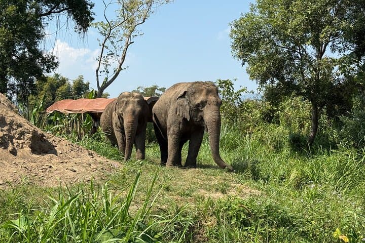 Chiang Mai Ethical Elephant Sanctuary, Wat Ban Den & Sticky Waterfall Day Tour photo 4