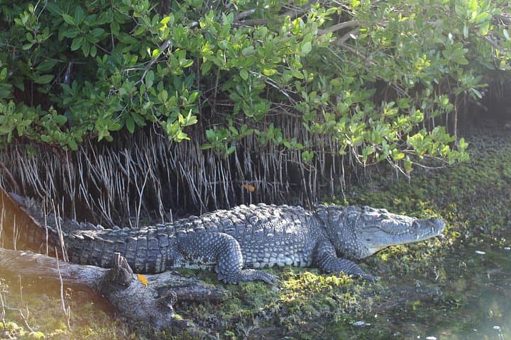 Ría Lagartos Boat Tour: Crocodiles, Flamingos and Mangrove Wildlife