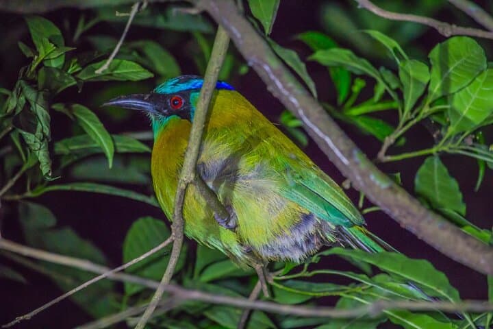 Kinkajou Night Walk: Monteverde After-Dark Wildlife Tour photo 4