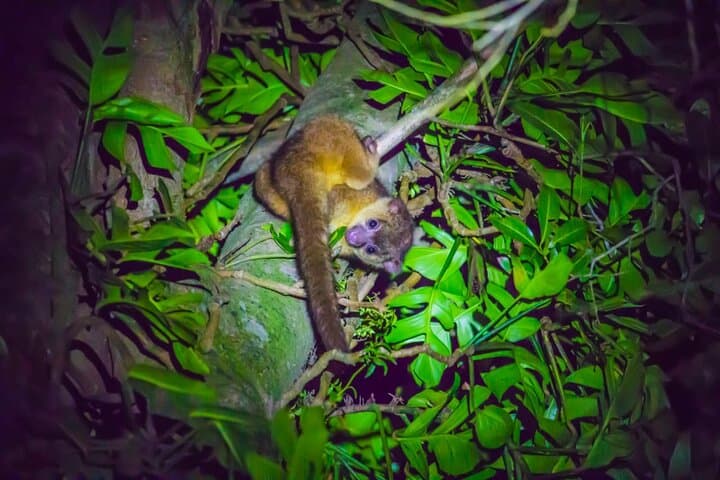 Kinkajou Night Walk: Monteverde After-Dark Wildlife Tour photo 5