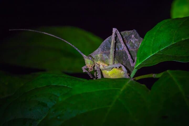 Kinkajou Night Walk: Monteverde After-Dark Wildlife Tour photo 6