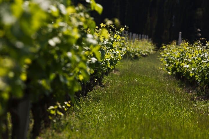 Pelješac Peninsula Wine Tasting from Dubrovnik — Ston Wineries & Salt Pans Tour photo 5